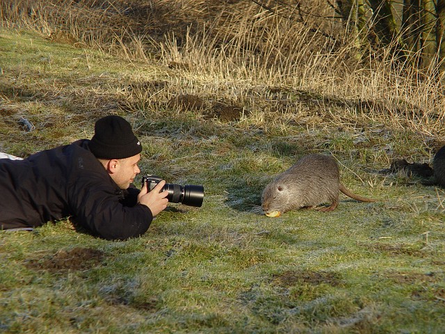 Nutria im NSG Kocks Loch